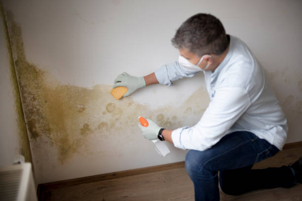 Professional Mold Removal in Sanborn, IA